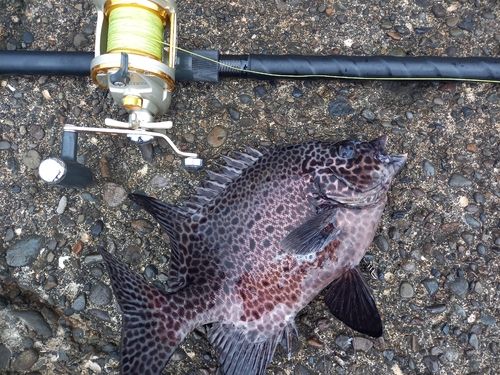 イシガキダイの釣果