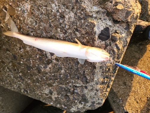 エソの釣果