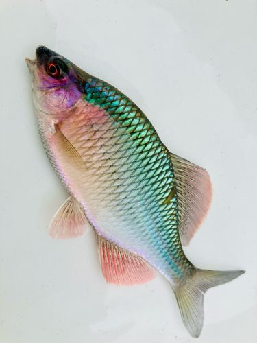 カネヒラの釣果