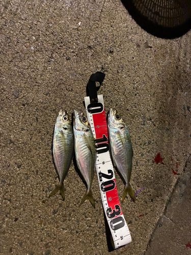 アジの釣果