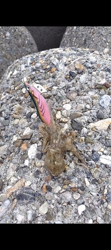 タコの釣果