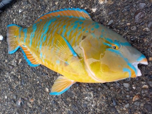 ヒブダイの釣果