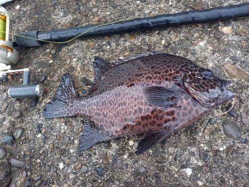 イシガキダイの釣果