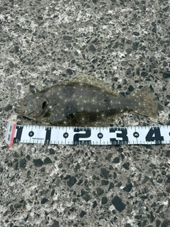 ヒラメの釣果