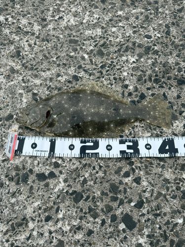 ヒラメの釣果