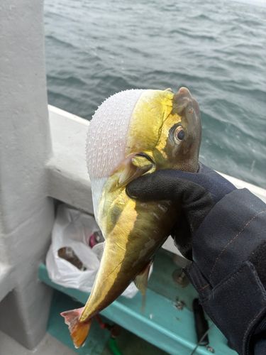 クサフグの釣果
