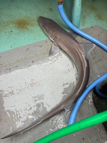 サメの釣果