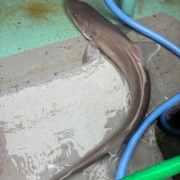 サメ