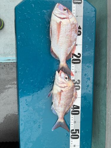 マダイの釣果