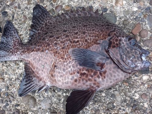 イシガキダイの釣果