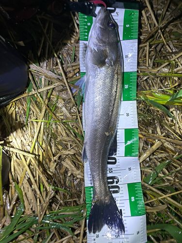 スズキの釣果