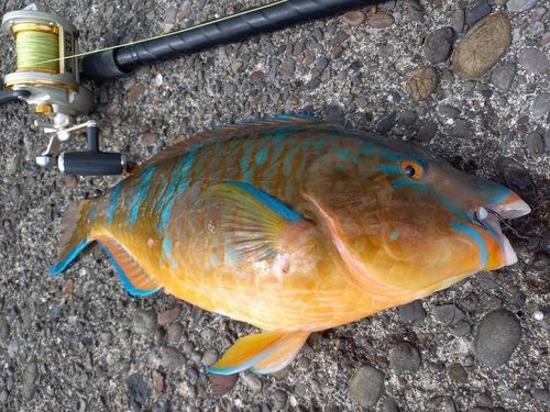 ヒブダイの釣果