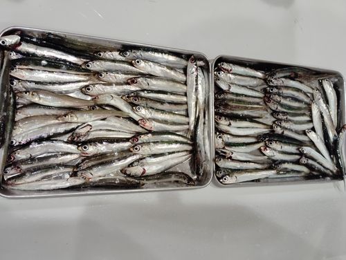 カタクチイワシの釣果