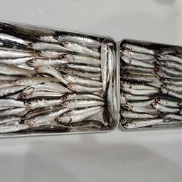 カタクチイワシ