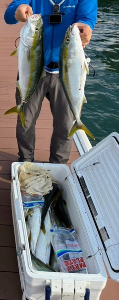 ハマチの釣果
