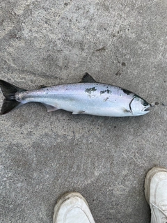 サクラマスの釣果