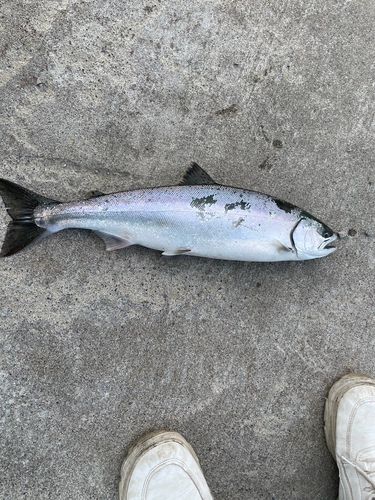 サクラマスの釣果