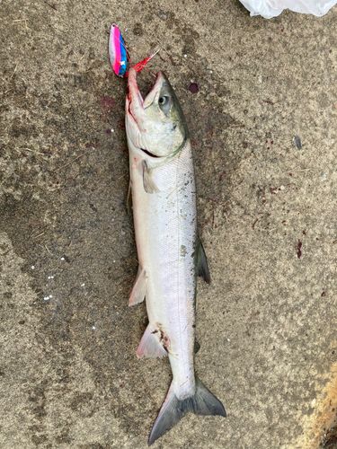 アキアジの釣果