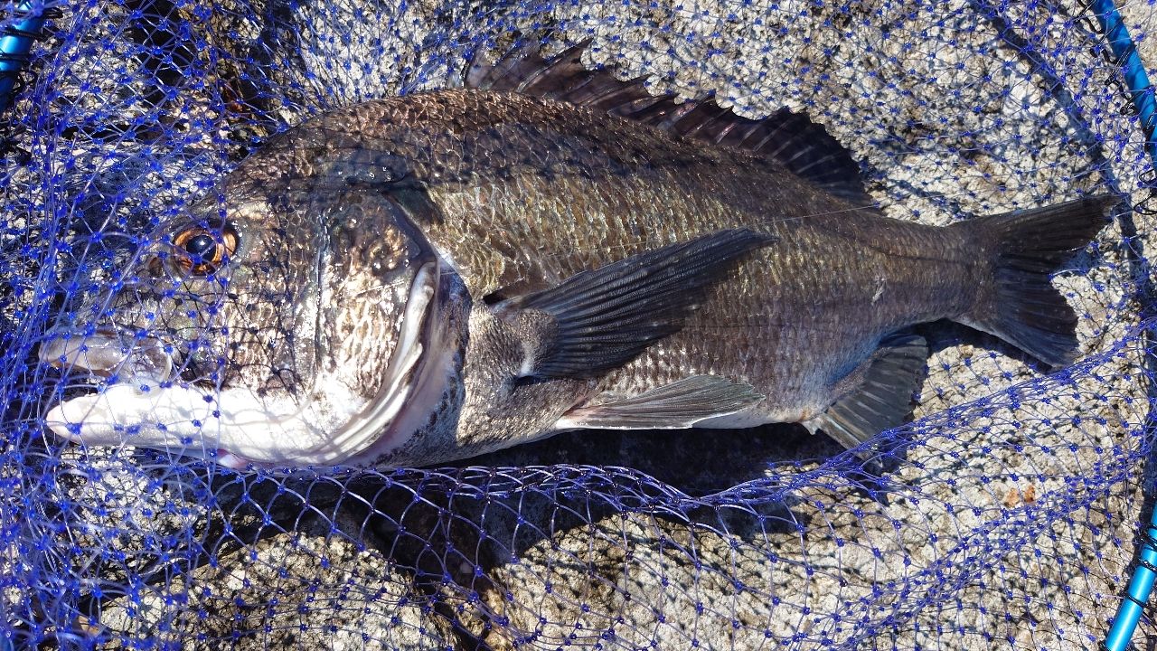 DAIWA 銀狼王牙 AGS 2020年モデルの最安値・インプレ・釣果