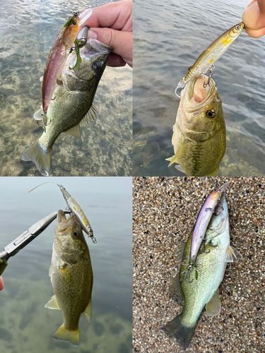 ブラックバスの釣果
