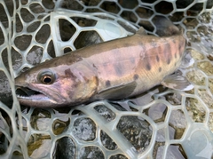 ヤマメの釣果