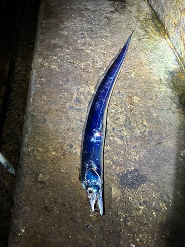 タチウオの釣果