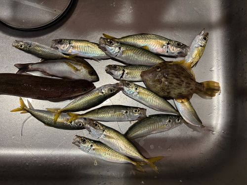 アジの釣果