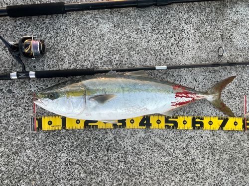 メジの釣果