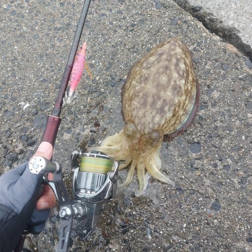 コウイカの釣果