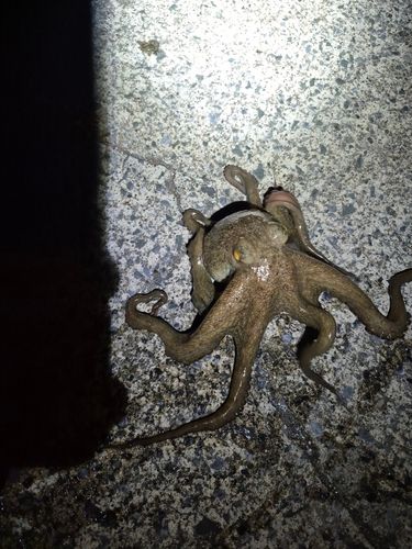 タコの釣果