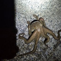 タコ