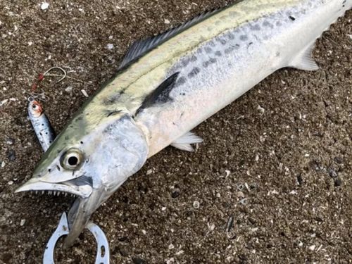 サワラの釣果