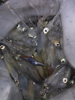 マメイカの釣果
