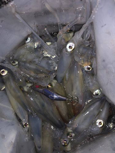 マメイカの釣果