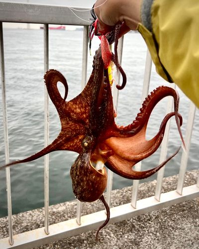 マダコの釣果