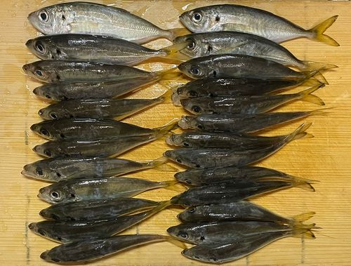 アジの釣果