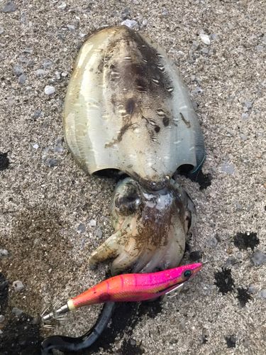 コウイカの釣果