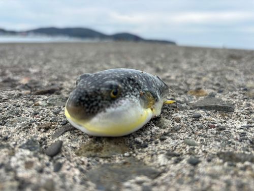 クサフグの釣果