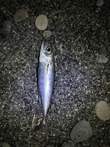 片浜海岸