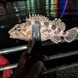 カサゴ