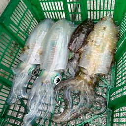 アオリイカ