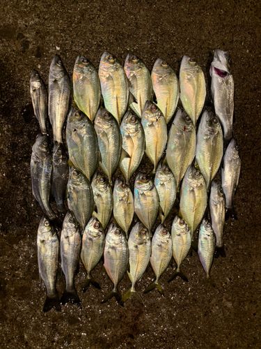 メッキの釣果
