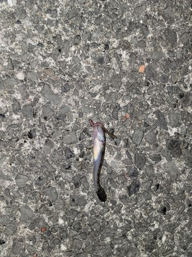 泉佐野食品コンビナート