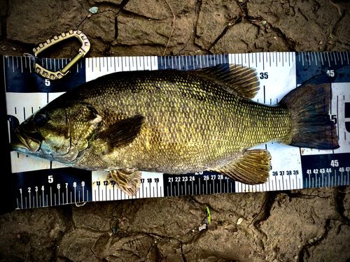スモールマウスバスの釣果