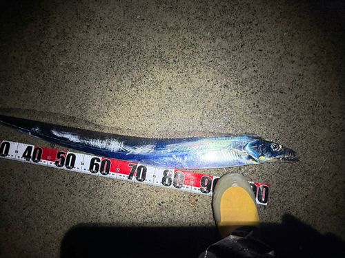 タチウオの釣果