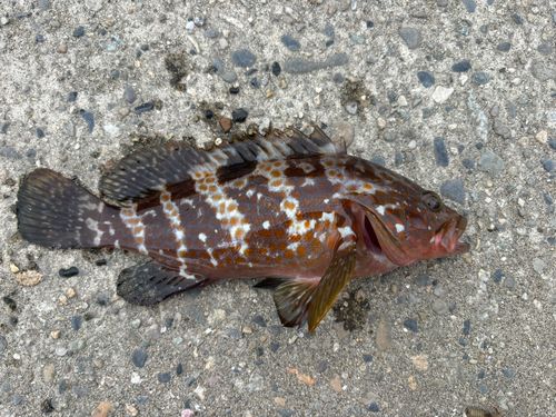 キジハタの釣果