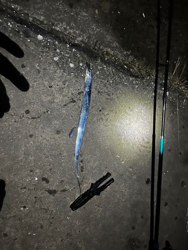タチウオの釣果