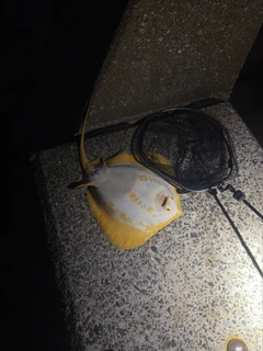 アカエイの釣果