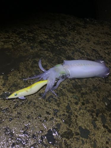 アオリイカの釣果