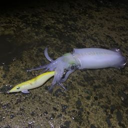 アオリイカ